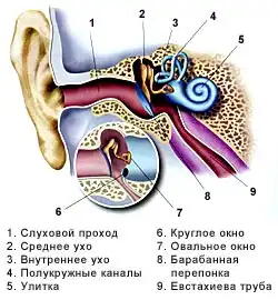 анатонмия внутреннего уха схема дайвинг аквалангист фридайвинг скуба