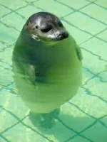 seal - pool