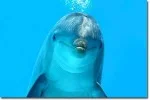dolphin-main