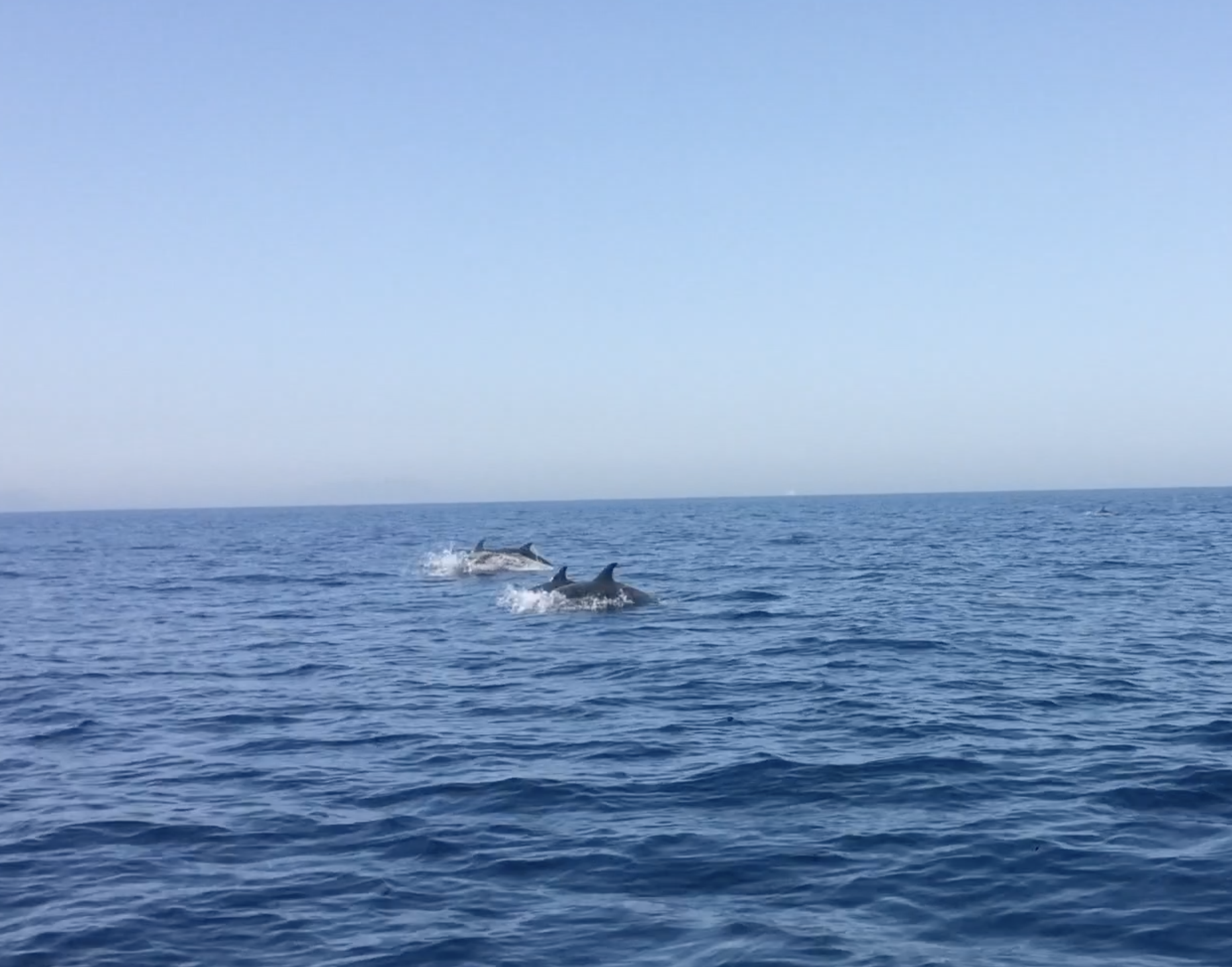 Dolfins