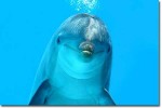 dolphin-main
