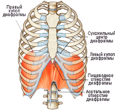 Диафрагма Человека Фото