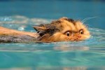 cat swim