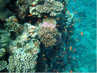reef