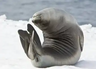 тюлень позирует на снегу льдина айсберг ныряющие млекопитающие