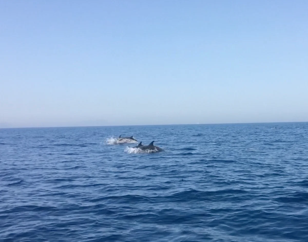 Dolfins