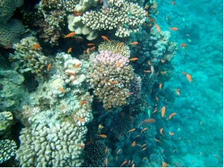 reef